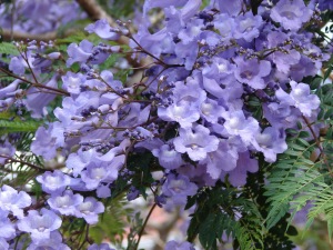 Jacaranda-tree-flowers-close-up